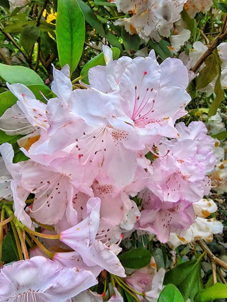 pink rhododendron blooms