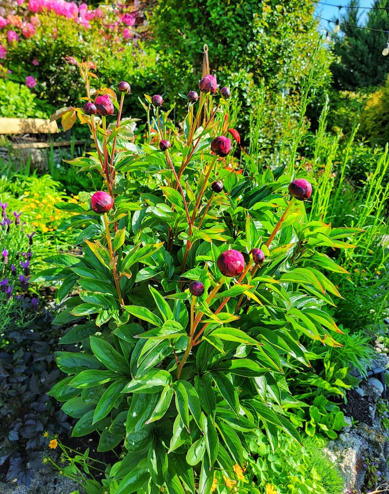 peonies in late spring cottage garden 