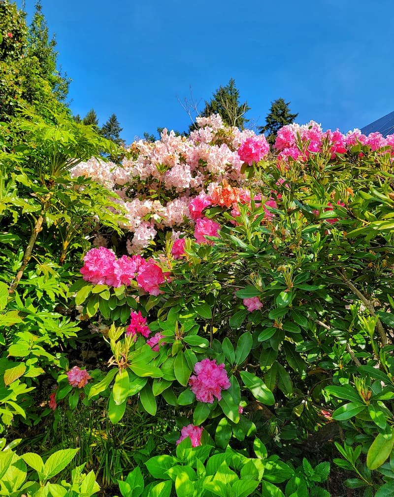 late spring cottage garden rhododendron bushes