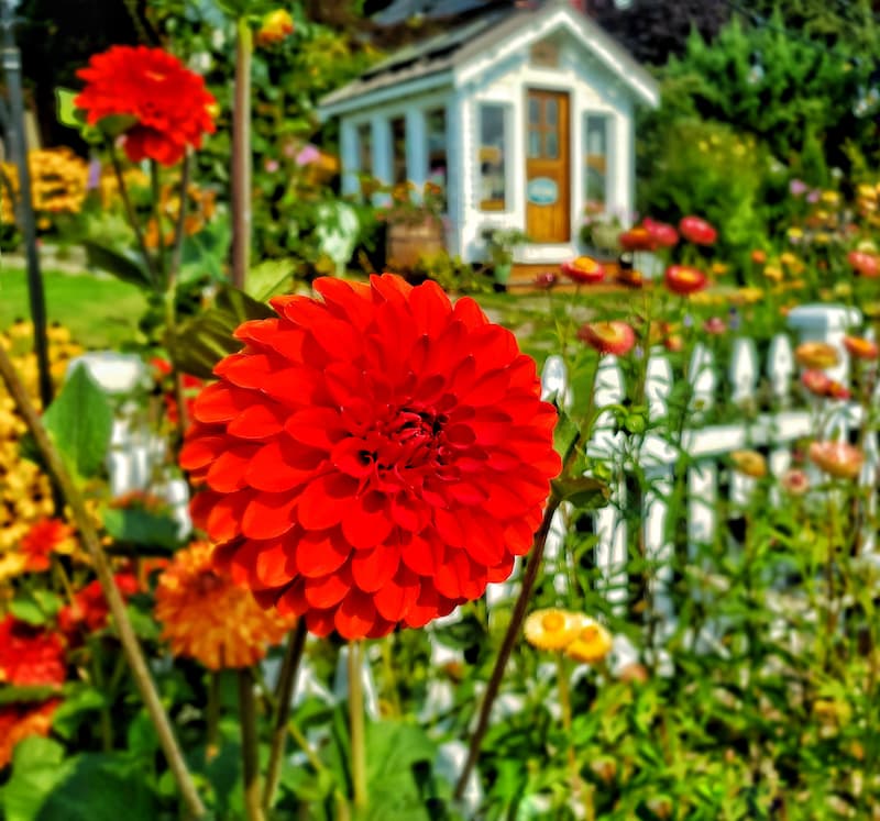 red dahlias and greenhouse