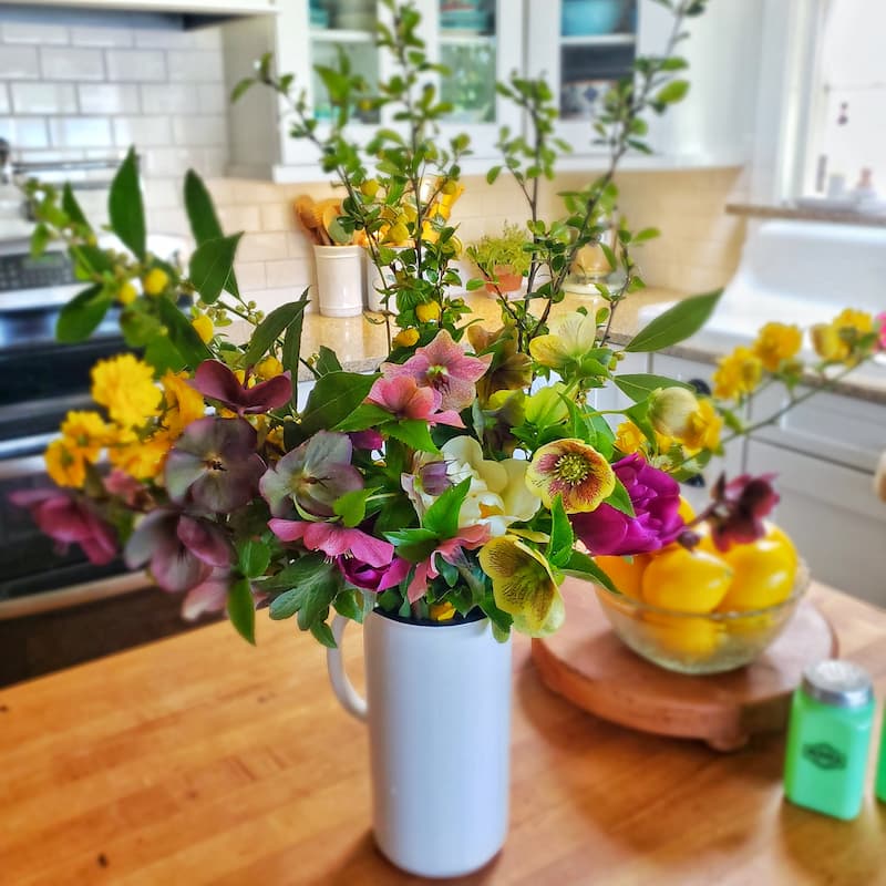extend the life of cut flowers:  spring cut flowers in white pitcher