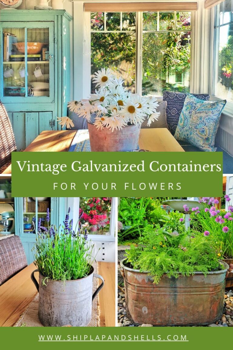 How a Simple Vintage Galvanized Bucket Makes the Perfect Flower
