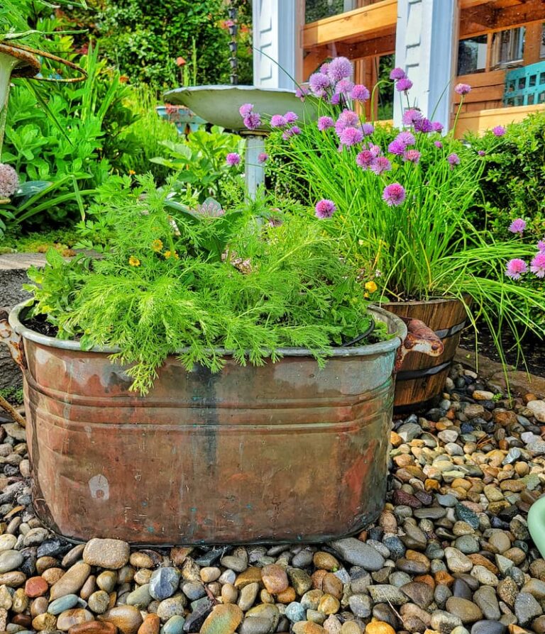 How a Simple Vintage Galvanized Bucket Makes the Perfect Flower