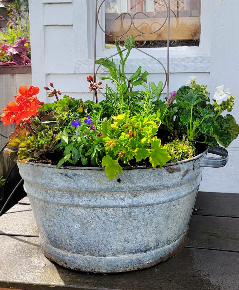 annual flowers planted in a vintage galvanized bucket