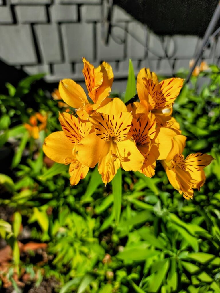 yellow Alstroemeria