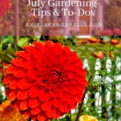 July Gardening To Dos graphic with red dahlias