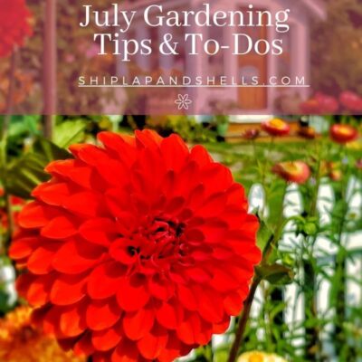 July Gardening Tips and To-Dos for the Pacific Northwest Region