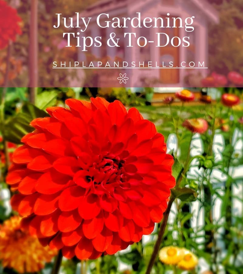 July tips and to dos in the garden graphics