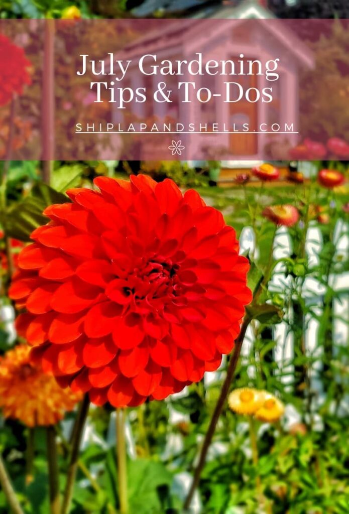 July gardening tips and to dos graphic
