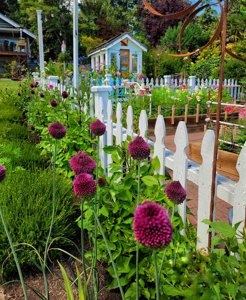 purple alliums against a white picket fence and greenhouse