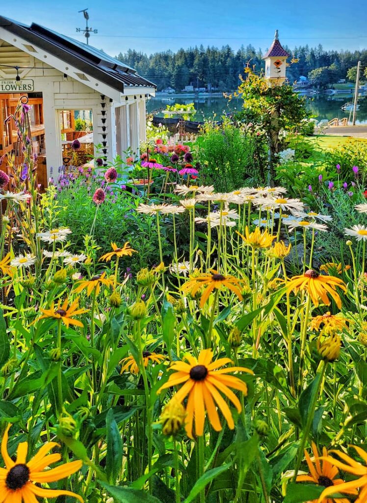 cottage garden with black-eyed Susans and daisies