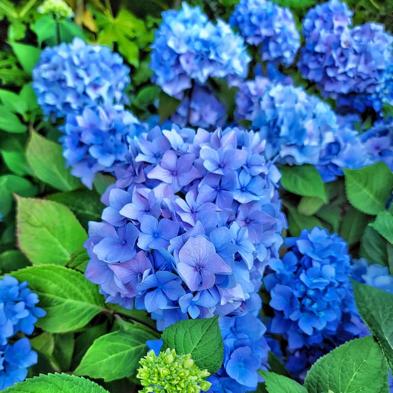 August gardening tips and to dos  - blue hydrangeas