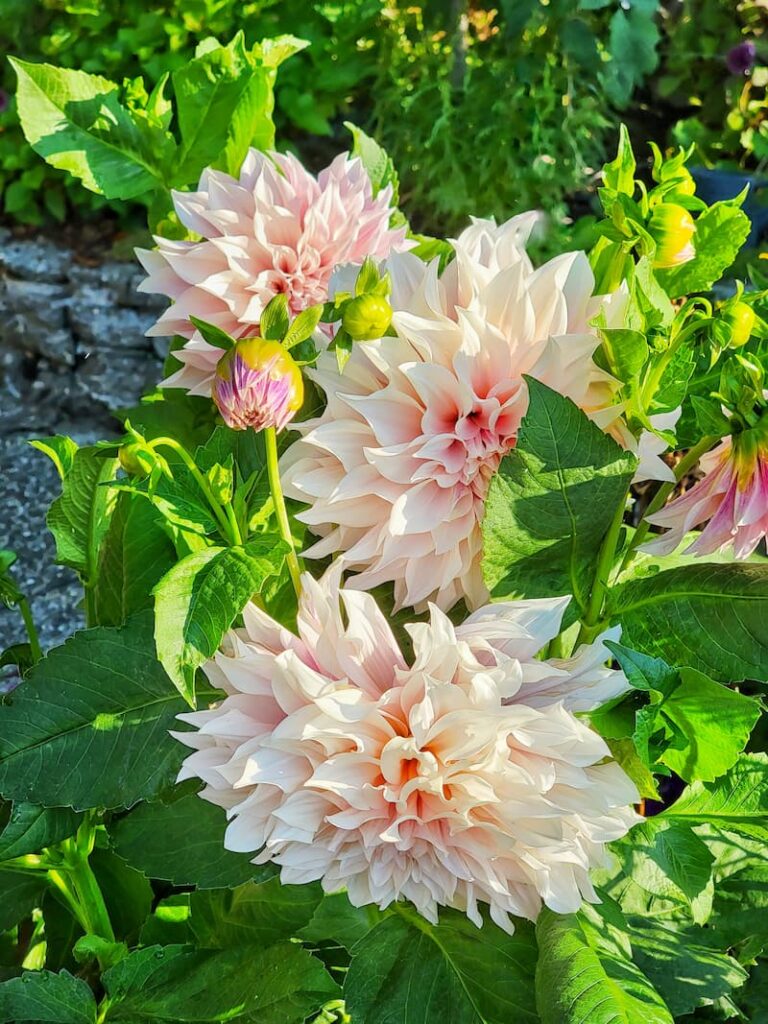 August gardening tips and to dos  -  au lait dahlias