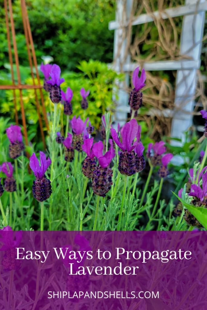 easy ways to propagate lavender