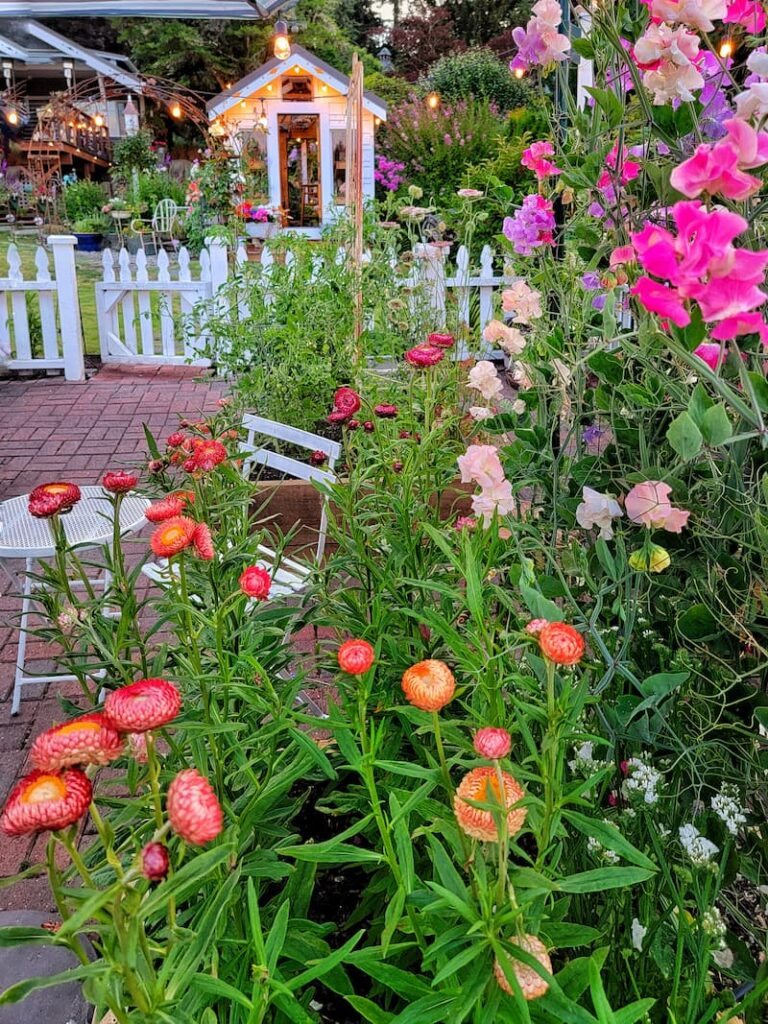 apricot strawflowers and sweet peas growing in the cut flower garden with greenhouse in background