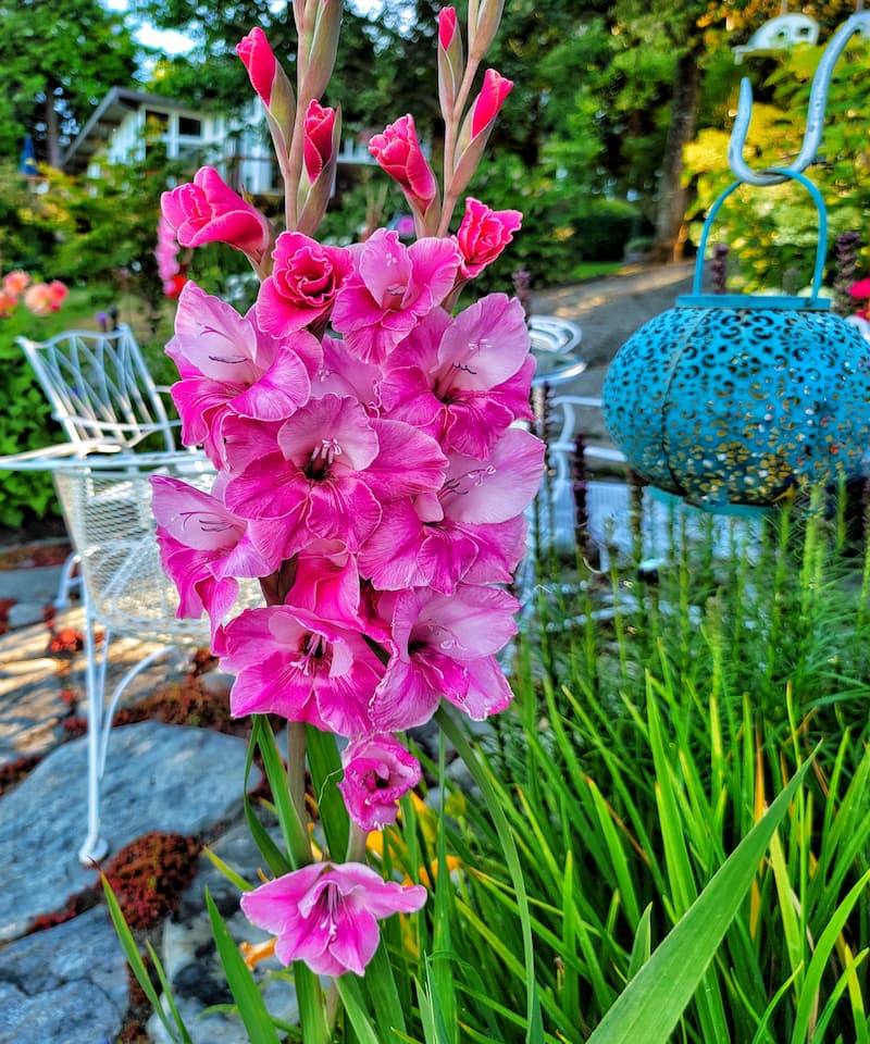 early summer garden with pink gladiolus