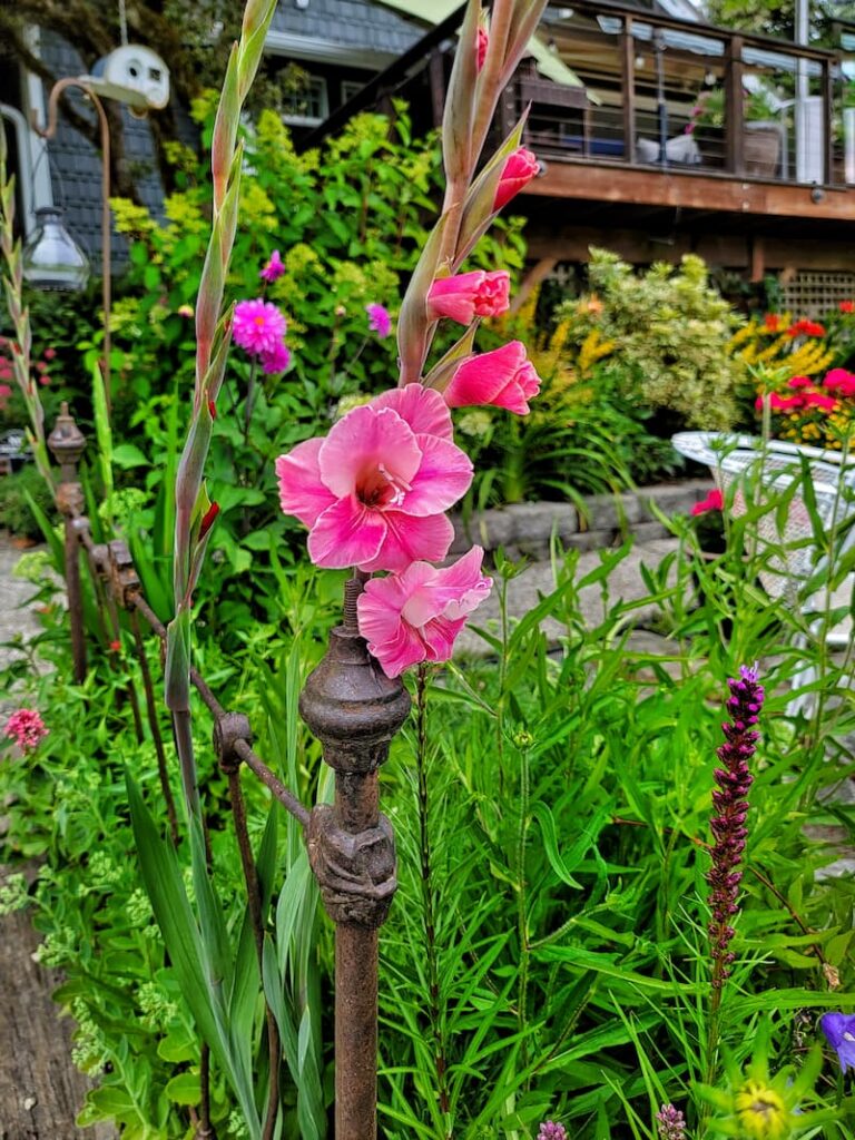 pink gladiolas tied to vintage iron bed frame