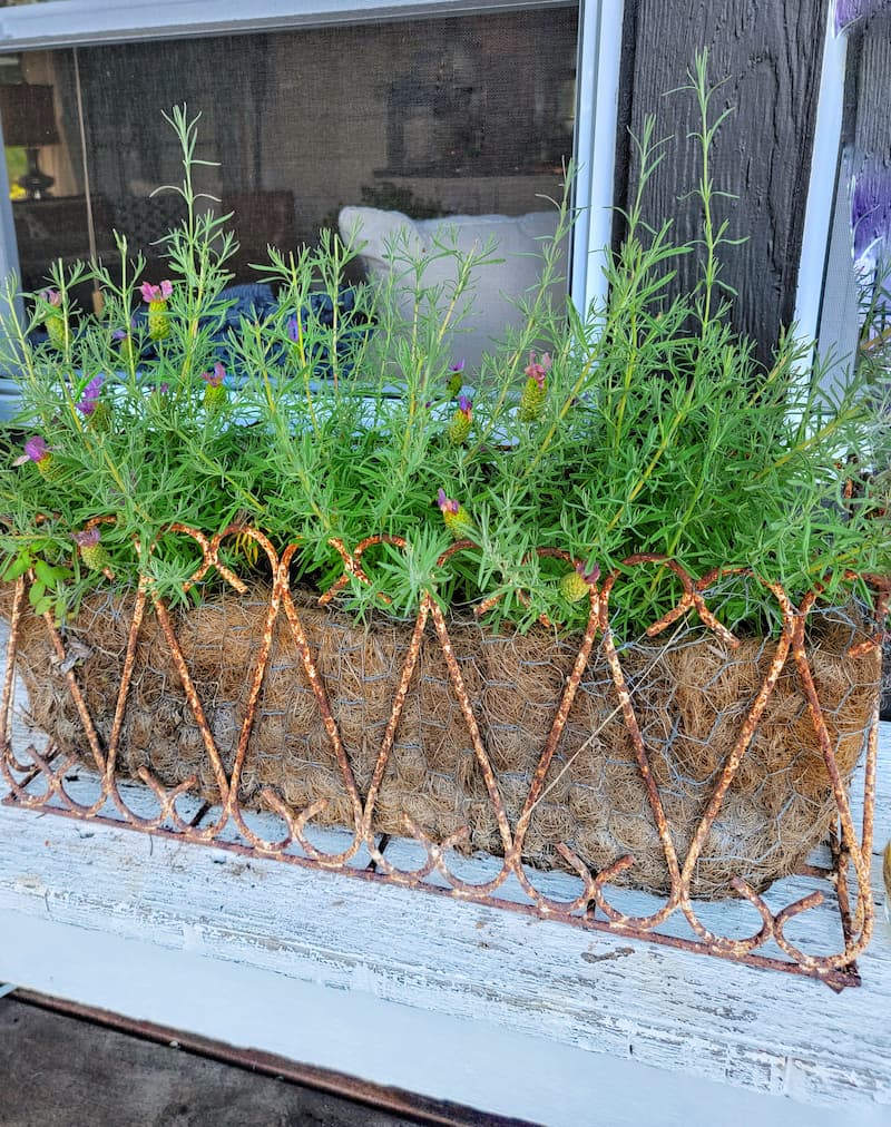 vintage rusty iron planter with lavender