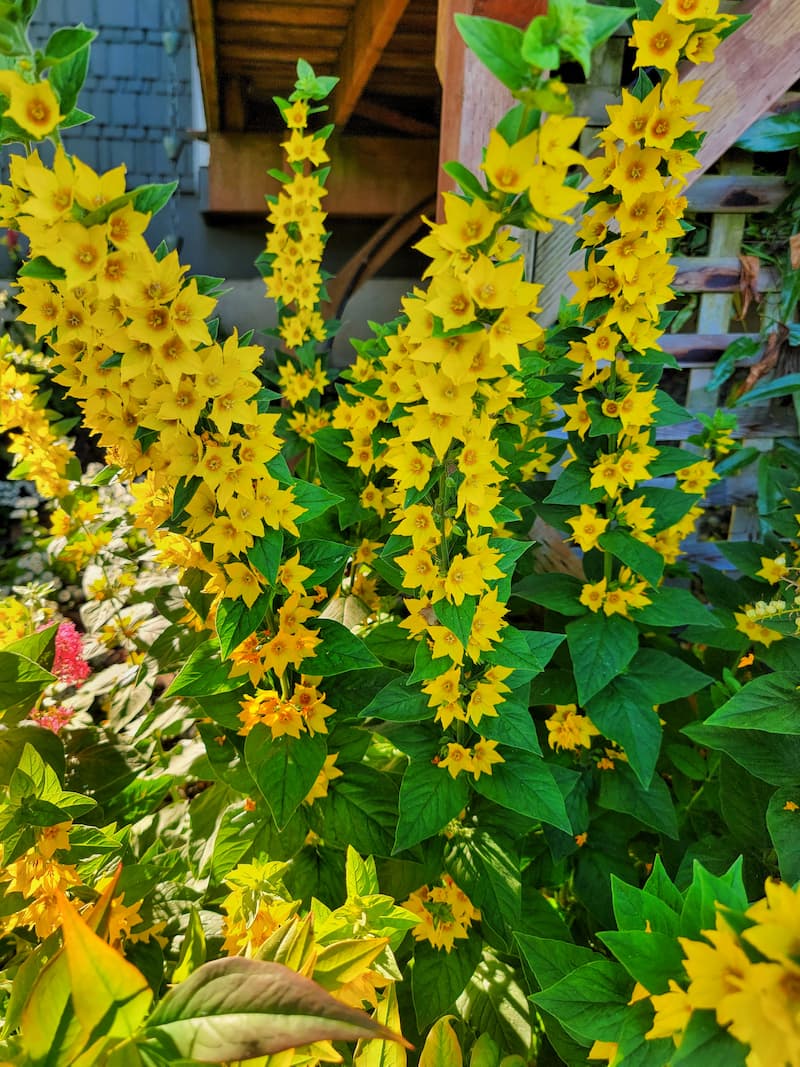 summer cottage and cut flower garden  -loosestrife