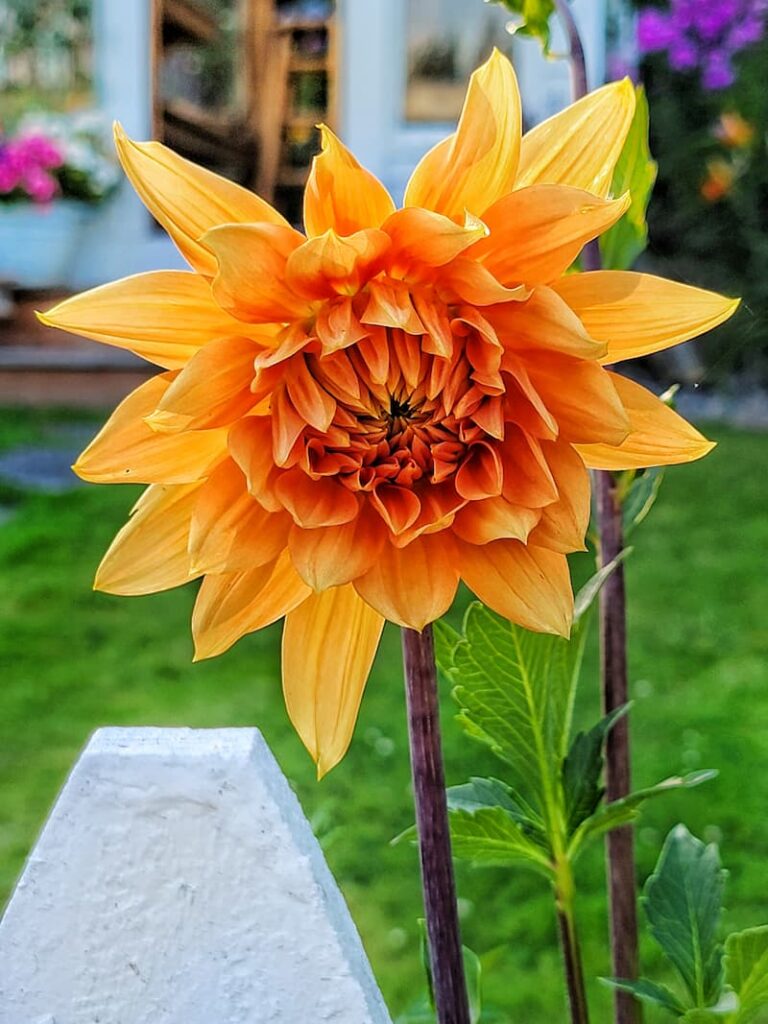 fir Elise orange dahlia
