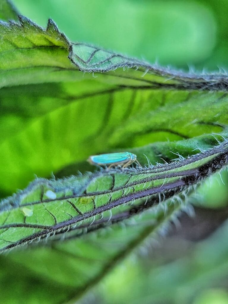 garden organic pest control: pests on plant leaves