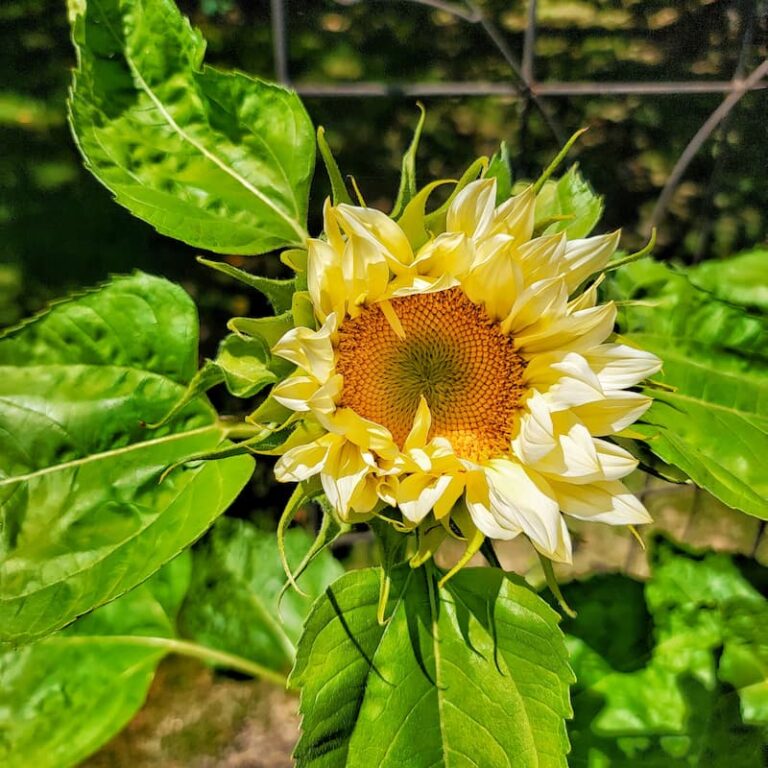 Growing Sunflowers from Seed: A Complete Guide