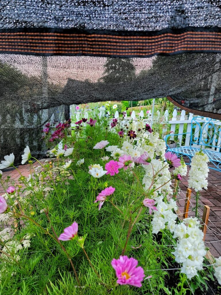 shade cloth covering cut flowers