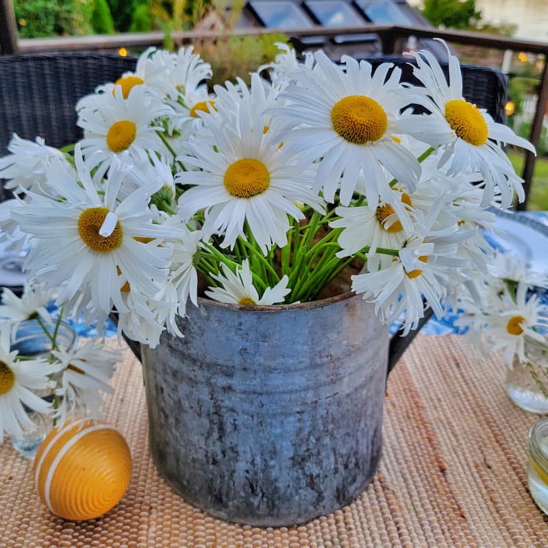vintage galvanized bucket of daisies