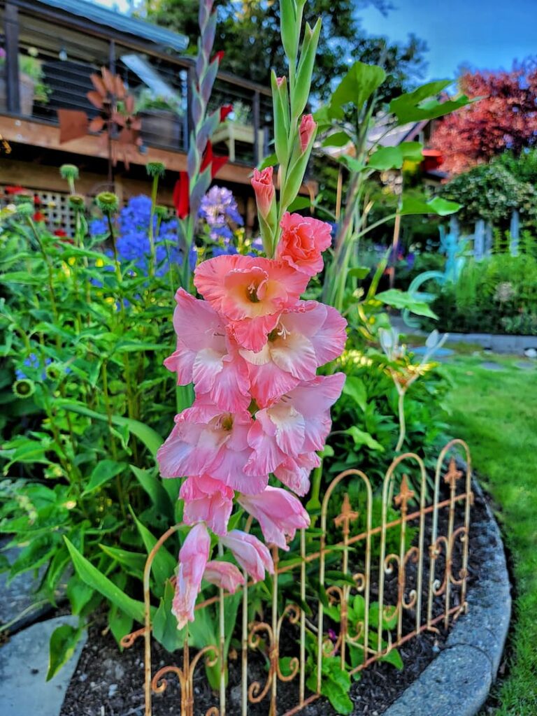 pink gladiolas and vintage garden wrought iron border panels