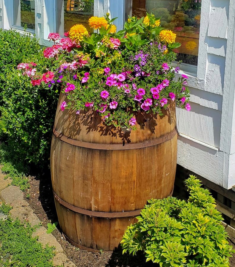 vintage whiskey barrel with garden flowers -vintage thrift store finds for garden flowers 