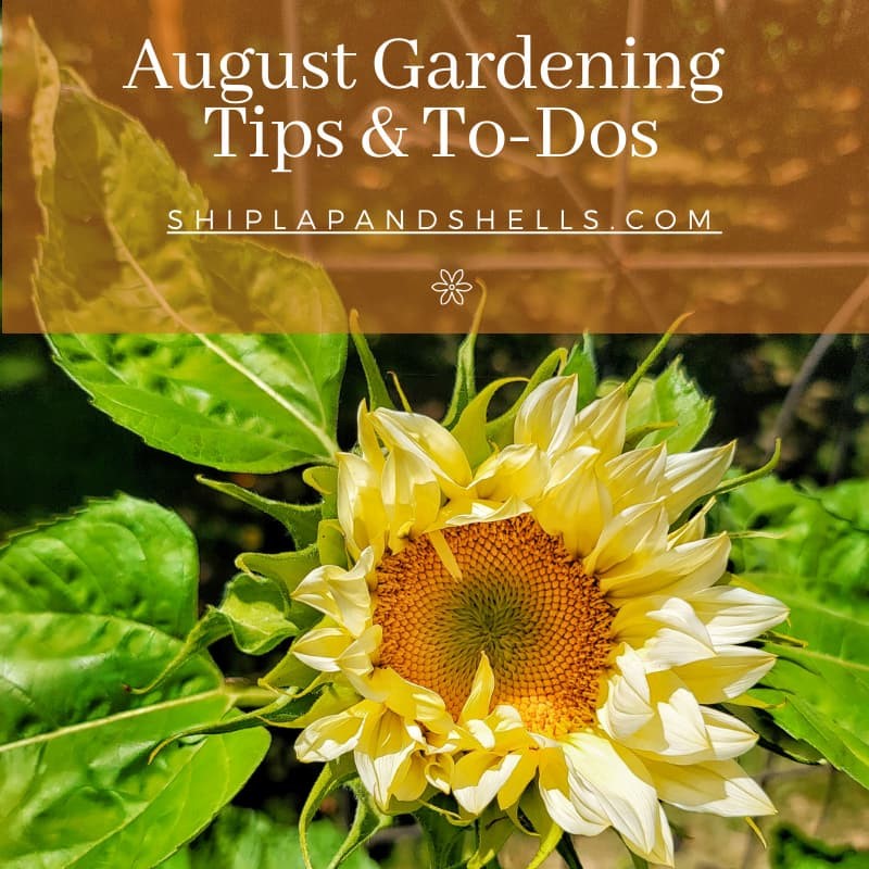 August gardening tips and to dos 