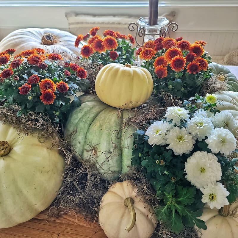 fall table using pumpkins and mums