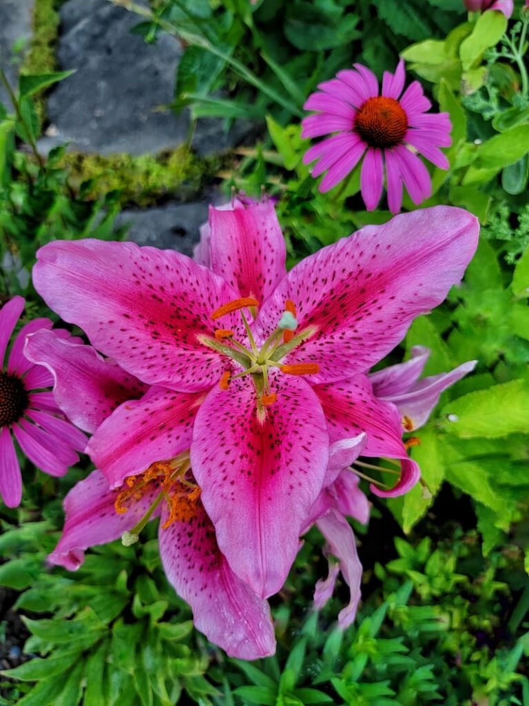 early summer garden with stargazer lilies