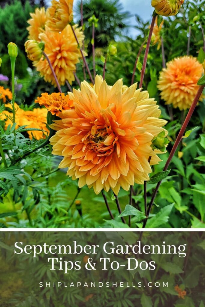 September gardening to dos