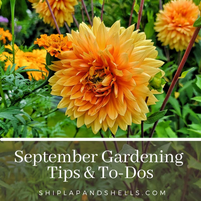 September gardening to dos graphic