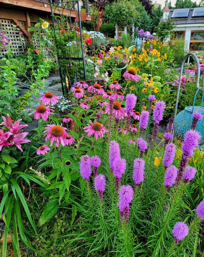 preparing your garden for fall: blazing star and coneflowers