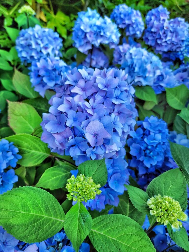 Grow and Care for Hydrangeas