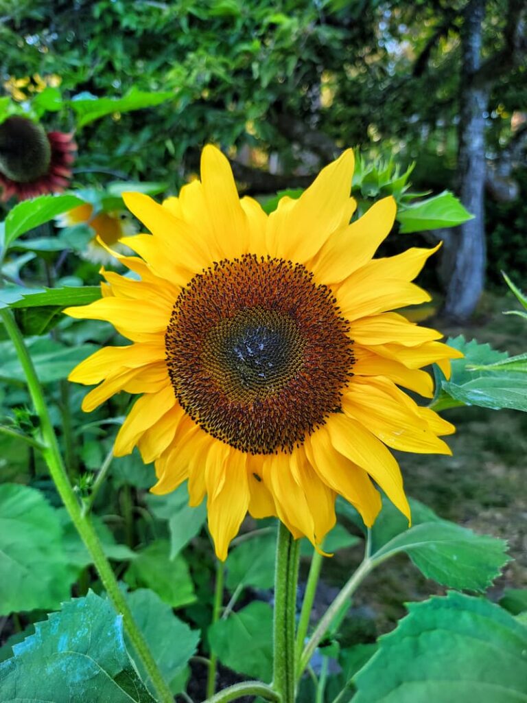 planning a cut flower garden: sunflower