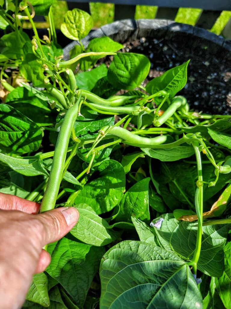 green beans growing in the vegetable garden