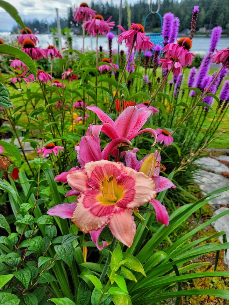 daylilies growing in the cottage garden