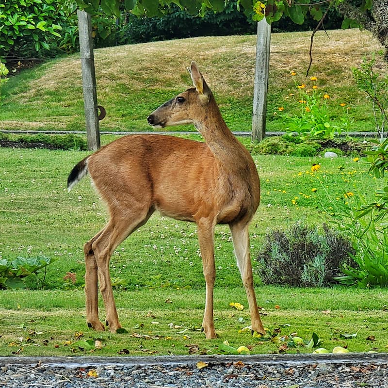 deer in garden