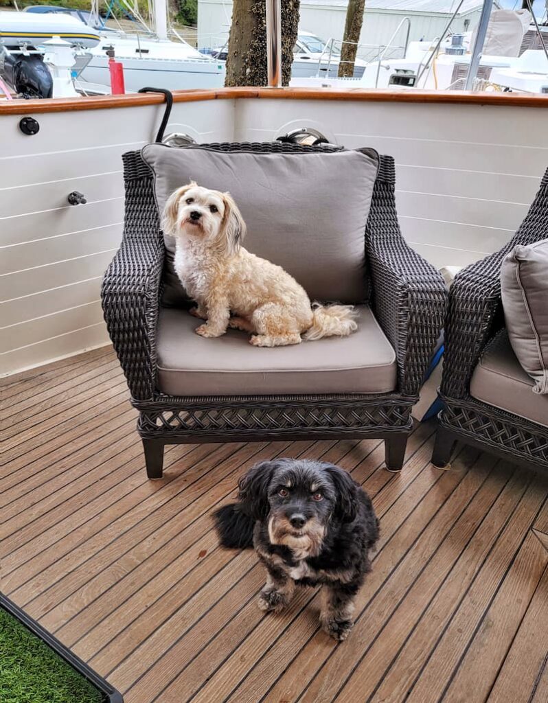 dogs on the boat