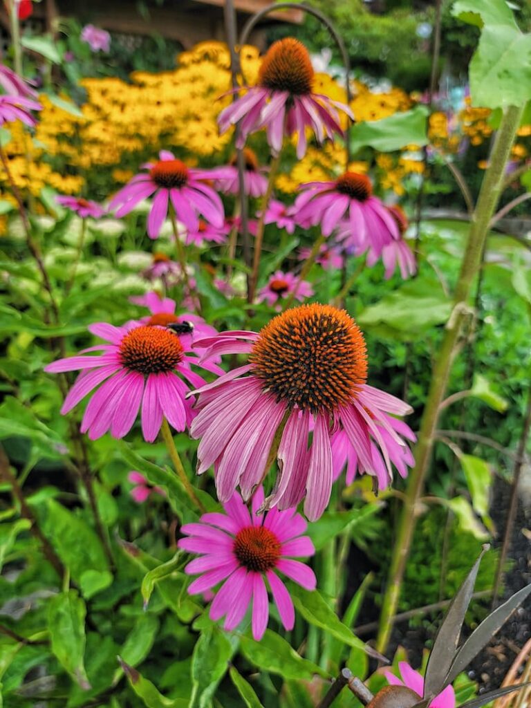 purple coneflowers in the late summer cottage garden