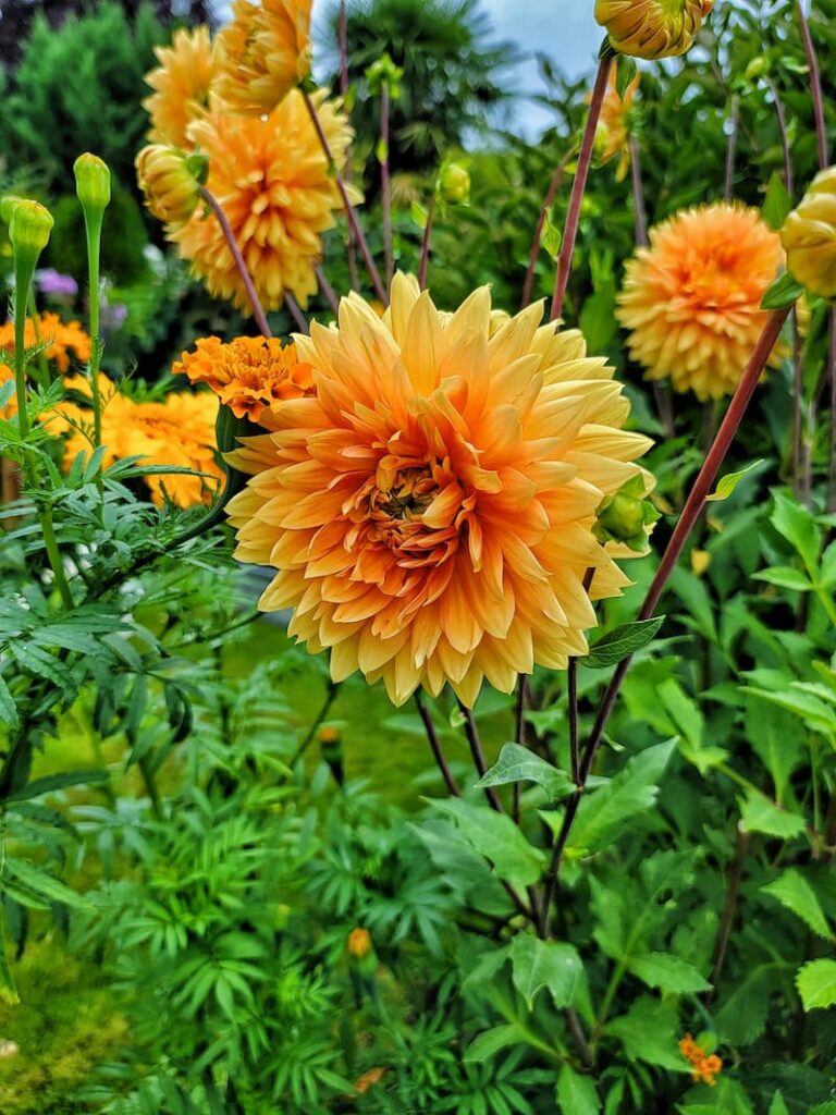 August gardening tips and to dos  -  fir elise dahlias