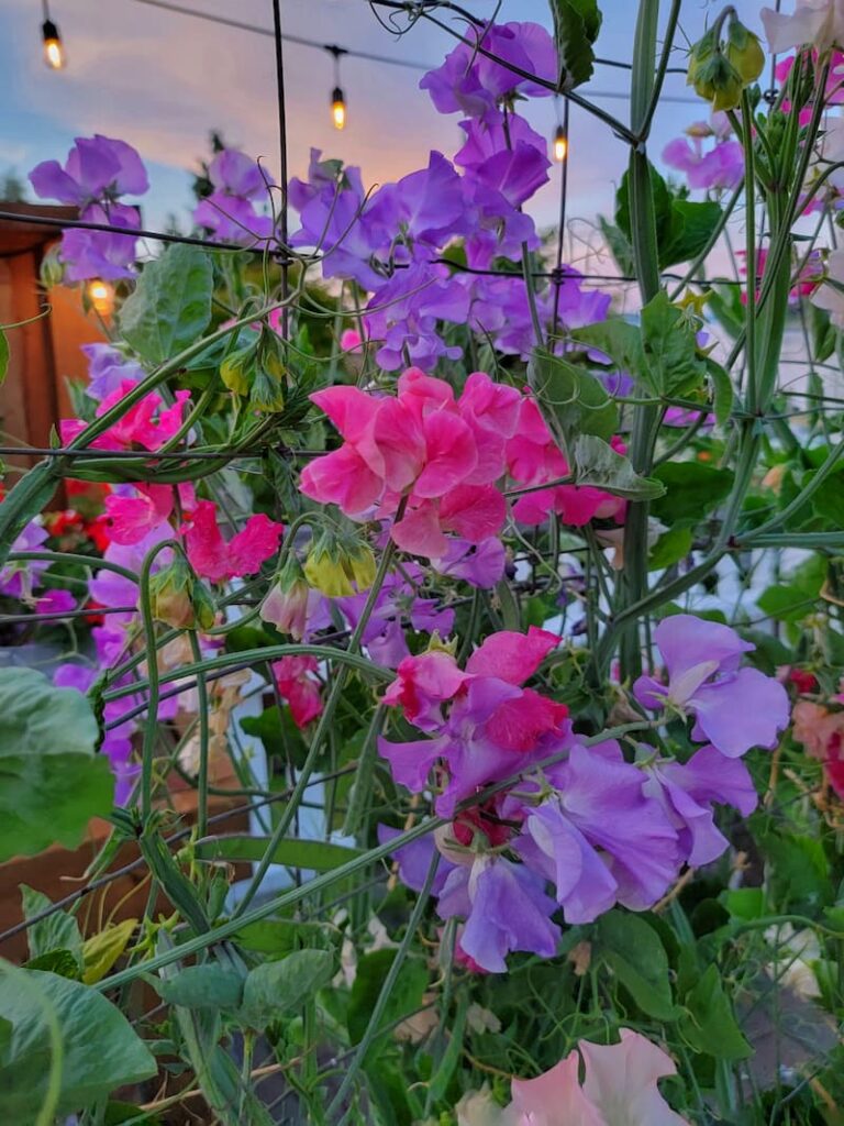 purple and fuchsia sweet peas in the cottage garden