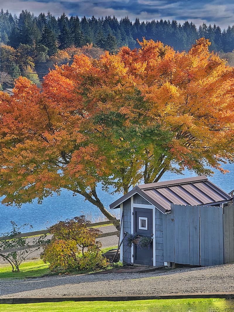 fall tree with orange leaves