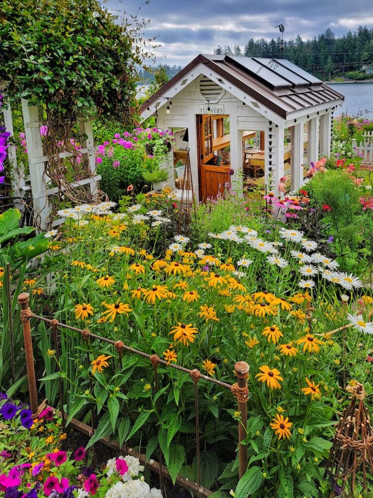 black-eyed Susans and daisies in front of greenhouse