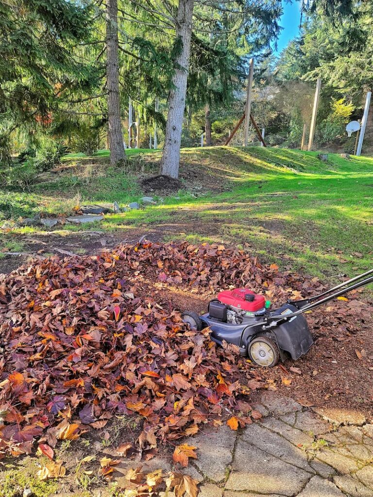 Mulching leaves with lawn mower in November garden