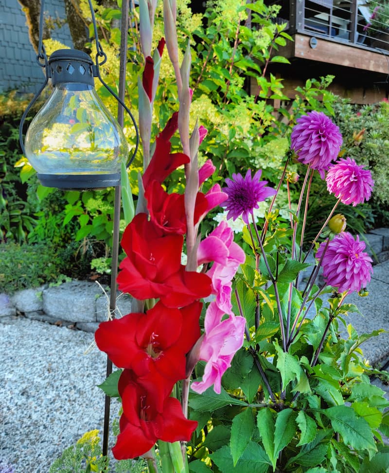 large flowering sorbet blend gladiola