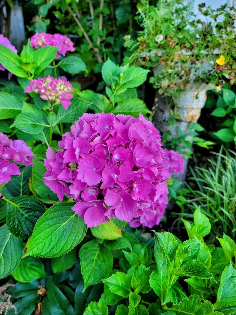 summer cottage and cut flower garden -pink mophead hydrangea